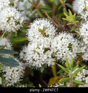 Porsto groenlandese (Ledum groenlandicum 'Compactum'), Flower House Gera, Germania Foto Stock