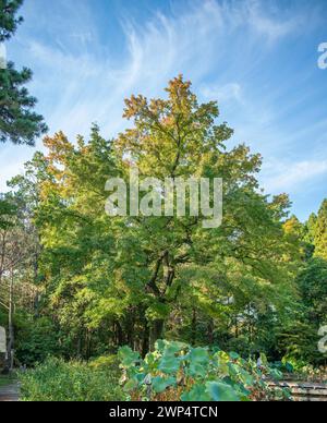 Formosa ambra (Liquidambar formosana), strada forestale Super Rindo, Giappone Foto Stock