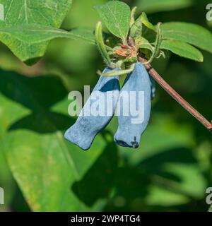 Ufficio federale delle varietà vegetali, centro di collaudo Marq, Germania Foto Stock