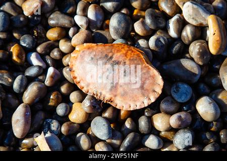 Guscio di granchio commestibile (Cancer pagurus) a Beer Beach, Jurassic Coast, Devon, Inghilterra Foto Stock