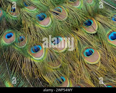 Dettagli Peacock Plumes Foto Stock