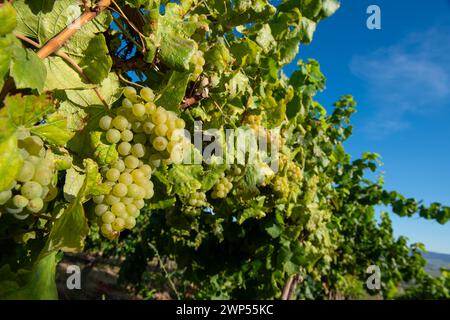 Uva sulla vite poco prima della vendemmia Foto Stock
