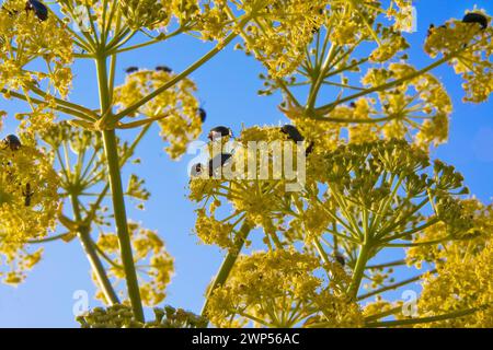 Heliotaurus ruficollis coleotteri che nutrono polline su un finocchio. Sfondo cielo blu, Sierra de Alor, Spagna Foto Stock