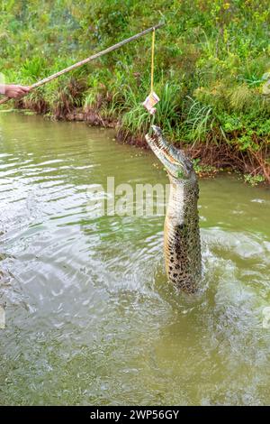 Un coccodrillo che salta sul fiume Adelaide, Darwin, Australia. Foto Stock