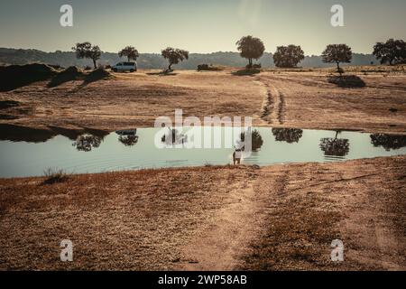 Portogallo Alentejo natura viaggio rurale Turismo paesaggio del Pego do Altar Dam Reservoir a Santa Susana Alentejo Santa Susana Pego do Altar Dam Ale Foto Stock