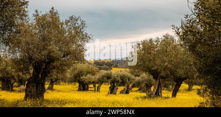 Oliveti nell'Alentejo Portogallo vecchia piantagione di ulivi su un bellissimo campo di fiori gialli a Monsaraz Foto Stock