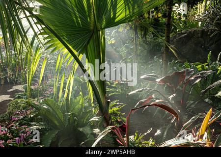 La pianta Philodendron Imperial Red lascia in primo piano, con alle spalle l'esotica palma Trachycarpus fortunei, in un caldo clima tropicale con pozzi di luce che si illuminano attraverso la nebbia mattutina. Foto Stock