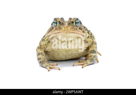 rospo isolato su sfondo bianco. Rospo meridionale - Anaxyrus Terrestris - Vista frontale che mostra manopole craniche che distinguono dagli altri rospi comuni i. Foto Stock