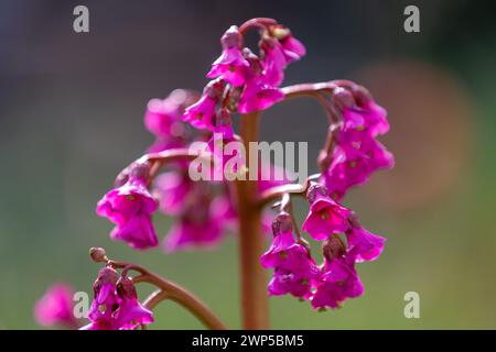 Fiori di un sassifrage (bergenia) di colore rosa brillante davanti a uno sfondo sfocato verde Foto Stock