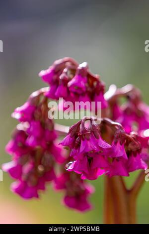 Fiori di un sassifrage (bergenia) di colore rosa brillante davanti a uno sfondo sfocato Foto Stock