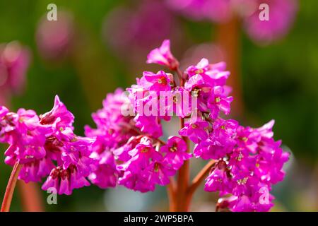 Fiori di un sassifrage (bergenia) di colore rosa brillante davanti a uno sfondo sfocato Foto Stock