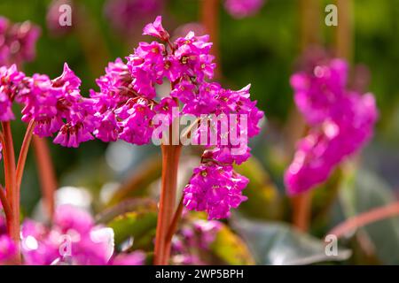 Fiori di un sassifrage (bergenia) di colore rosa brillante davanti a uno sfondo sfocato Foto Stock