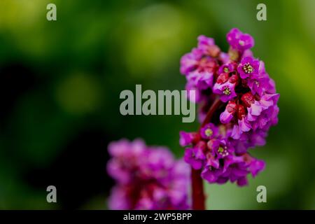 Fiori di un sassifrage (bergenia) di colore rosa brillante davanti a uno sfondo sfocato verde Foto Stock