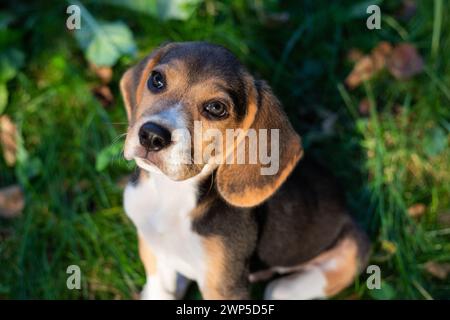 Giovane cane Biggle che gioca fuori in giardino. Foto Stock