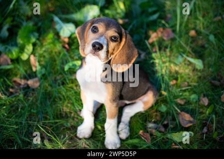 Giovane cane Biggle che gioca fuori in giardino. Foto Stock