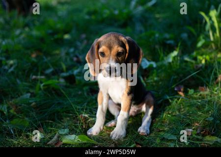 Giovane cane Biggle che gioca fuori in giardino. Foto Stock