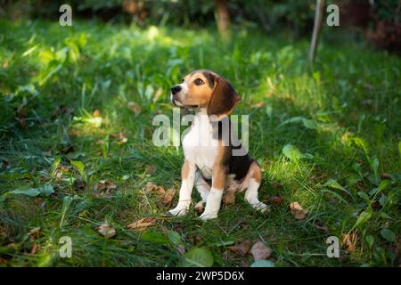 Giovane cane Biggle che gioca fuori in giardino. Foto Stock