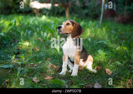 Giovane cane Biggle che gioca fuori in giardino. Foto Stock