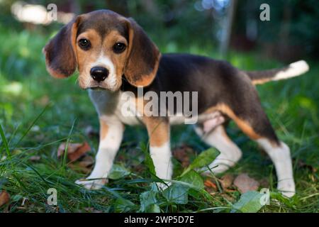 Giovane cane Biggle che gioca fuori in giardino. Foto Stock