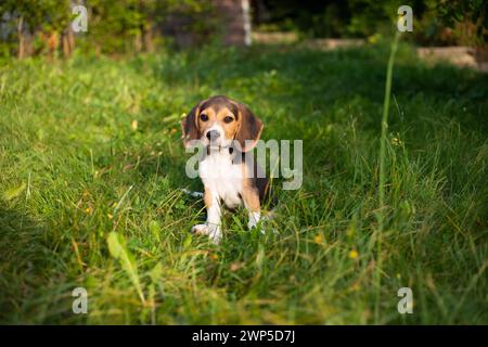 Giovane cane Biggle che gioca fuori in giardino. Foto Stock