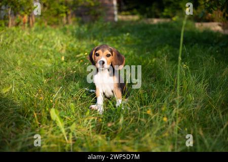 Giovane cane Biggle che gioca fuori in giardino. Foto Stock