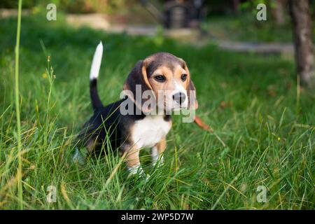 Giovane cane Biggle che gioca fuori in giardino. Foto Stock