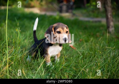 Giovane cane Biggle che gioca fuori in giardino. Foto Stock