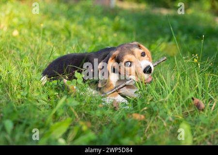 Giovane cane Biggle che gioca fuori in giardino. Foto Stock