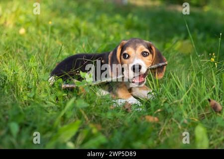 Giovane cane Biggle che gioca fuori in giardino. Foto Stock