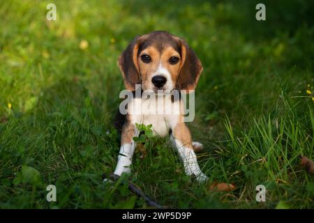 Giovane cane Biggle che gioca fuori in giardino. Foto Stock