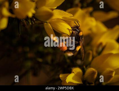 Bumble bee che raccoglie polline dai fiori di Gorse Foto Stock