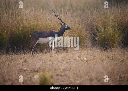 Blackbuck, Kanha National Park, India Foto Stock