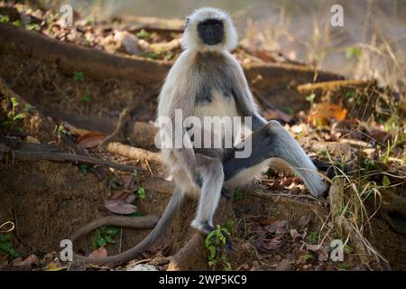 Scimmia di langur grigio nel Kanha National Park, India Foto Stock