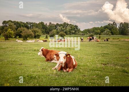 Foto di una vacca holstein che si rilassa a Zasavica, in Serbia e che pascolano. L'Holstein Frisone è una razza internazionale o un gruppo di razze di gatto da latte Foto Stock