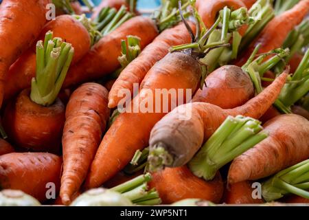 Radici di carote d'arancia fresche e biologiche sul mercato agricolo di Tenerife, Isole Canarie, Spagna, da vicino Foto Stock