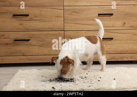 Bel cane vicino alla macchia di fango sul tappeto al chiuso Foto Stock