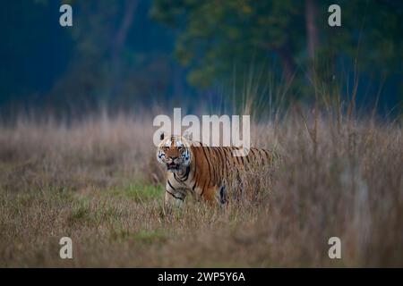 Grande tigre del bengala, nota come Bhaisanghat male o T46, Kanha National Park, India Foto Stock