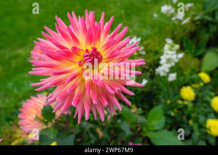 Spettacolo: Gigante rosa e giallo dahlia dimostra la sua bellezza con altri fiori e erba verde complementare sfocata sullo sfondo Foto Stock