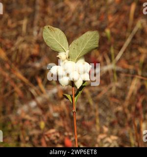 Snowberry (Symphoricarpos albus) a Beartooth Mountains, Montana Foto Stock