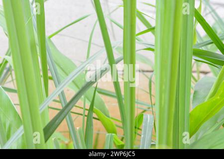 Foto di piante selvatiche intorno alla casa, erbacce Foto Stock