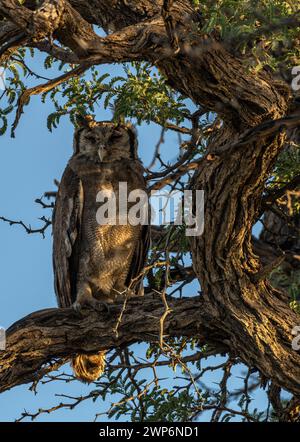 Gufo di aquila del capo sul ramo di un albero di acacia Foto Stock