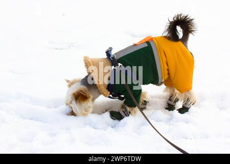 Cane Yorkshire Terrier nel parco invernale. Un piccolo cucciolo vestito alla moda all'aperto nel freddo inverno, un cucciolo di neve in una tuta calda, un piccolo cane domestico in scarpe Foto Stock