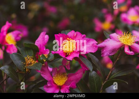 Molti fiori di camelia rosa in piena fioritura crescono su un cespuglio nel giardino primaverile. Frutteto estivo. Cartolina floreale. Fioritura di Camellia Japonica. Foto Stock