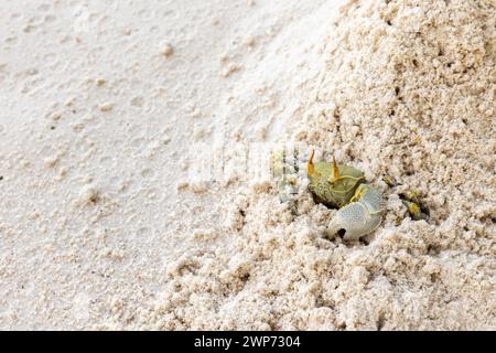 Il granchio fantasma dagli occhi di corno si nasconde nella sabbia bianca costiera dell'isola di Praslin, Seychelles. Green Ocypode Ceratophthalmus, il granchio fantasma con le corna Foto Stock