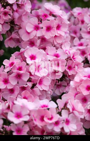 Phlox paniculata occhi luminosi, phlox occhi luminosi perenni, panicle terminali di fiori rosa pallido dagli occhi scuri Foto Stock