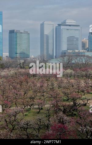 Plum Grove del castello di Osaka in fiore, Osaka, Giappone Foto Stock