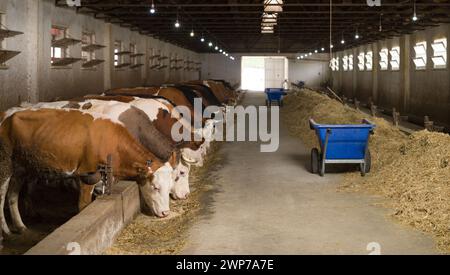 Industria agricola. Concetto di impresa agricola e cura del bestiame. Mandria di mucche che mangiano fieno in un caseificio. Foto Stock