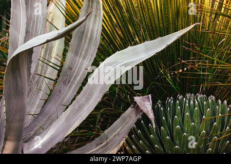 Agave victoriae-reginae, Regina Vittoria o agave reale pianta perenne fiorita succulenta, sfondo Agave ferdinandi regis. Giardino di piante tropicali. Foto Stock