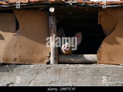 Maiale curioso. Vita agricola attraverso un vecchio cottage buco. Foto Stock