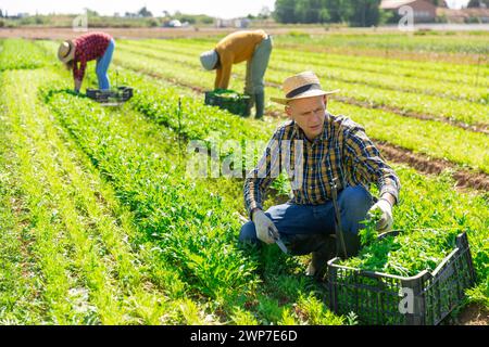 Coltivatore raccolta e peeling mizuna verde (Brassica rapa nipposinica laciniata) su campo Foto Stock